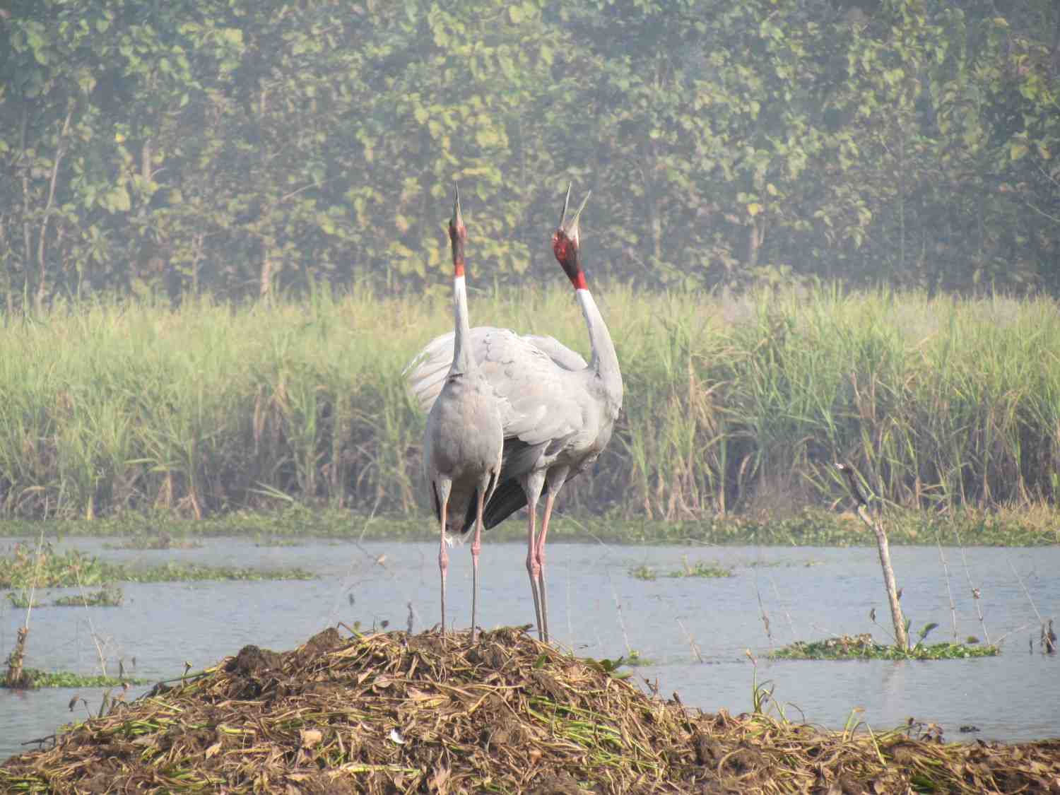 Rise of the Sarus in UP: From pest to friend